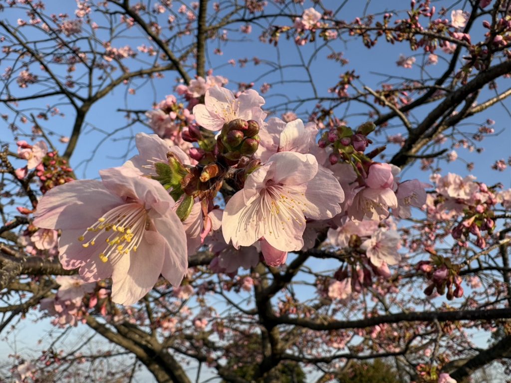 2026年開花状況《河津桜》 | 御立岬公園